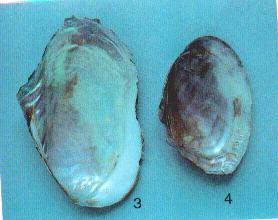 Pearl shells_Baiduwiki