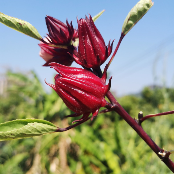 ローゼル（アオイ科ハイビスカス属の植物）_百度百科