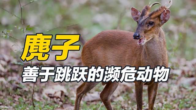キョン(Muntiacus reevesi) メス 頭骨 カリフォルニアアシカ（メス）の