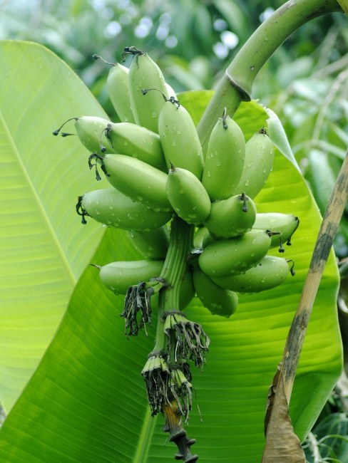 Banana（A plant of the genus Musa in the family Musaceae.）_Baiduwiki