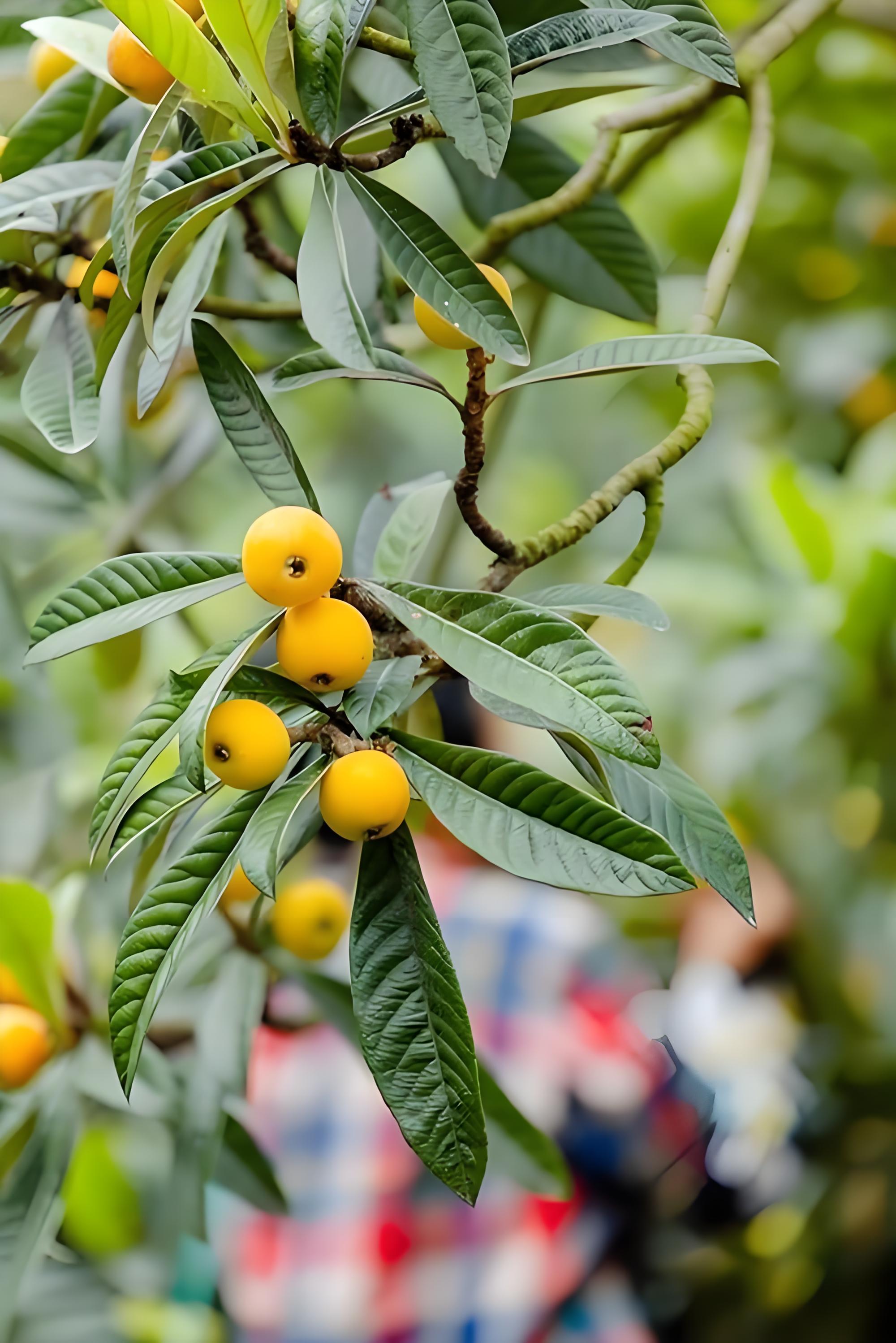 Loquat（A plant in the order Rosales and family Rosaceae.）_Baiduwiki