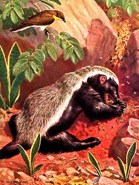 Ratel（Animal de l'ordre des Carnivores et de la famille des Mustélidés ...