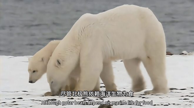 シロクマの爪（前足）1点のみ ※CITES書類付 【公式通販】
