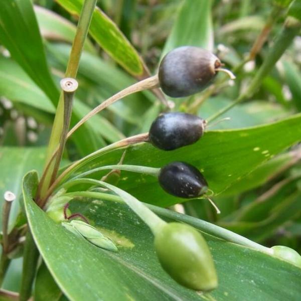 ハトムギ（イネ科ジュズダマ属の植物）_百度百科