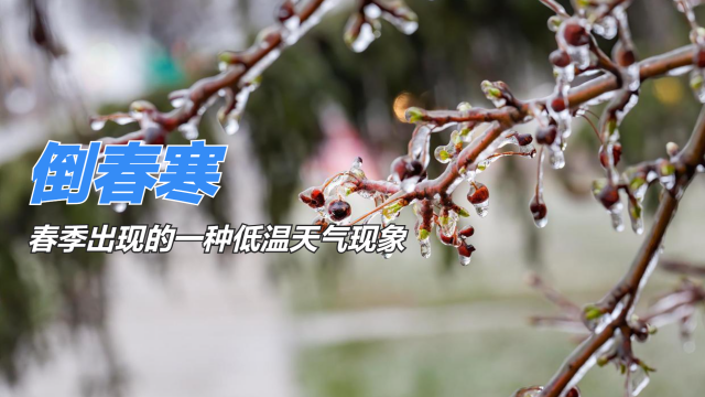 Late Spring Coldness_Baiduwiki