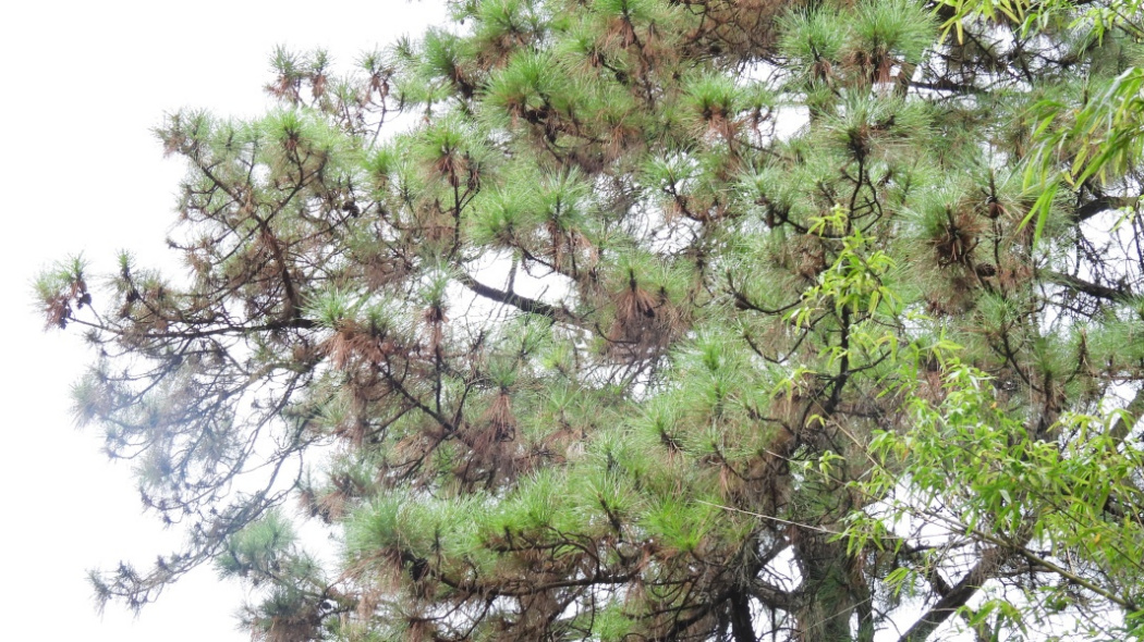 Masson's Pine_Baiduwiki