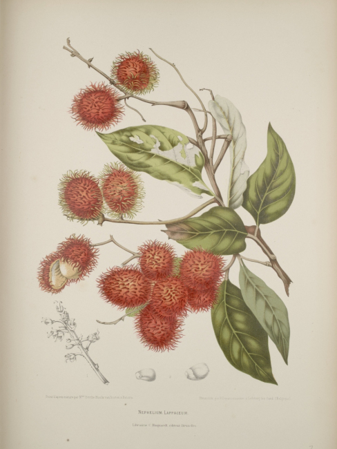 Rambutan（A plant in the family Sapindaceae and the genus Nephelium ...