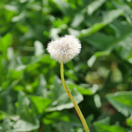 タンポポ（キク科タンポポ属の植物）_百度百科