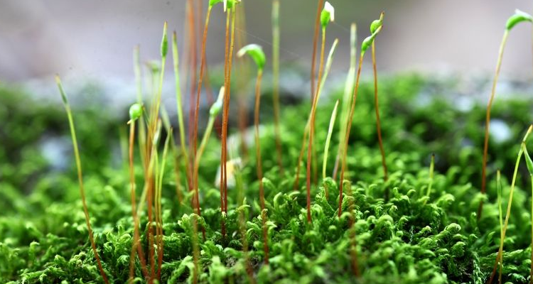 Funaria hygrometrica（A plant of the genus Funaria in the family ...