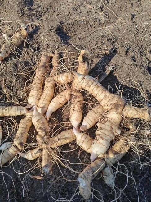 Polygonati Rhizoma（Traditional Chinese medicine）_Baiduwiki