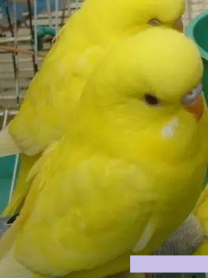 せきせいいんこ セキセイインコ - Wikipedia