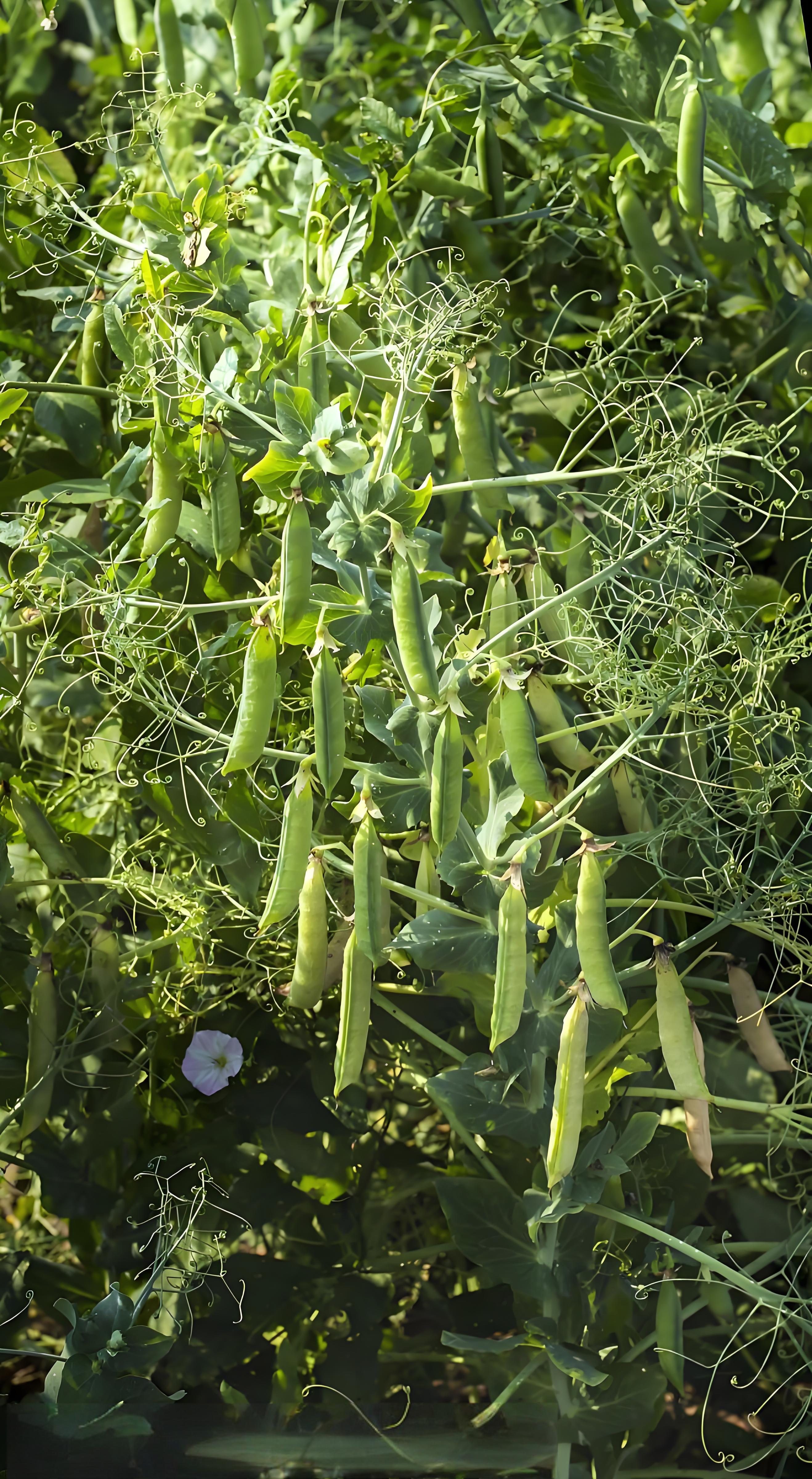 Legume（a plant of the family Fabaceae within the order Fabales）_Baiduwiki