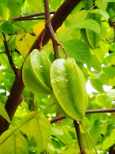 Star fruit_Baiduwiki