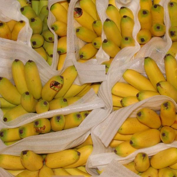 Banana（a plant in the Musaceae family of the Zingiberales order