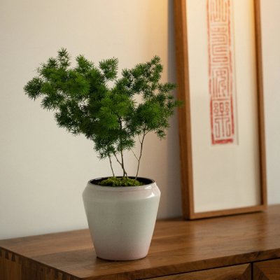 Asparagus retrofractus（A plant species in the genus Asparagus, family ...
