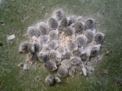 Cochenille（Insecte de la famille des Dactylopiidae et du genre ...