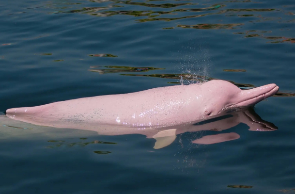 Amazon River Dolphin_Baiduwiki