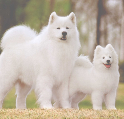 Samoyed（A dog breed bred by the indigenous Samoyed people of Siberia ...