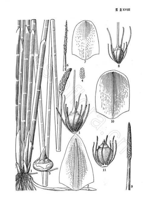 water chestnut（A plant of the genus Eleocharis in the family Cyperaceae ...