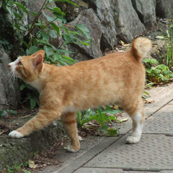 きりんねこ_百度百科