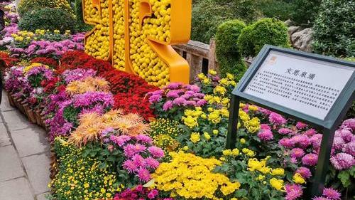 Baotu Spring Golden Autumn Chrysanthemum Exhibition_Baiduwiki