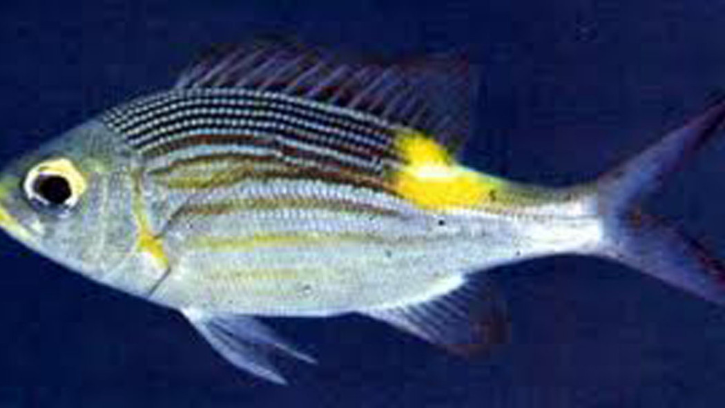 Leiognathus equulus（イトヨリダイ科イトヨリダイ属の魚類）_百度百科