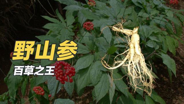 野山参_百度百科