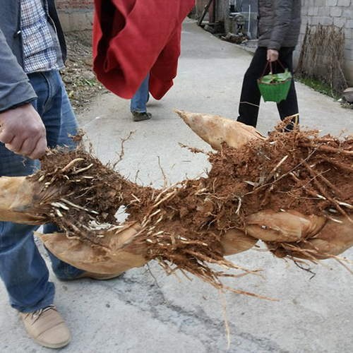新芽付き 健康な根　布袋竹地下茎　確認用　ideaaa 竹の地下茎_百度百科