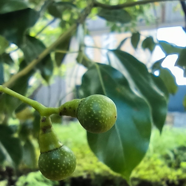 クスノキの実_百度百科