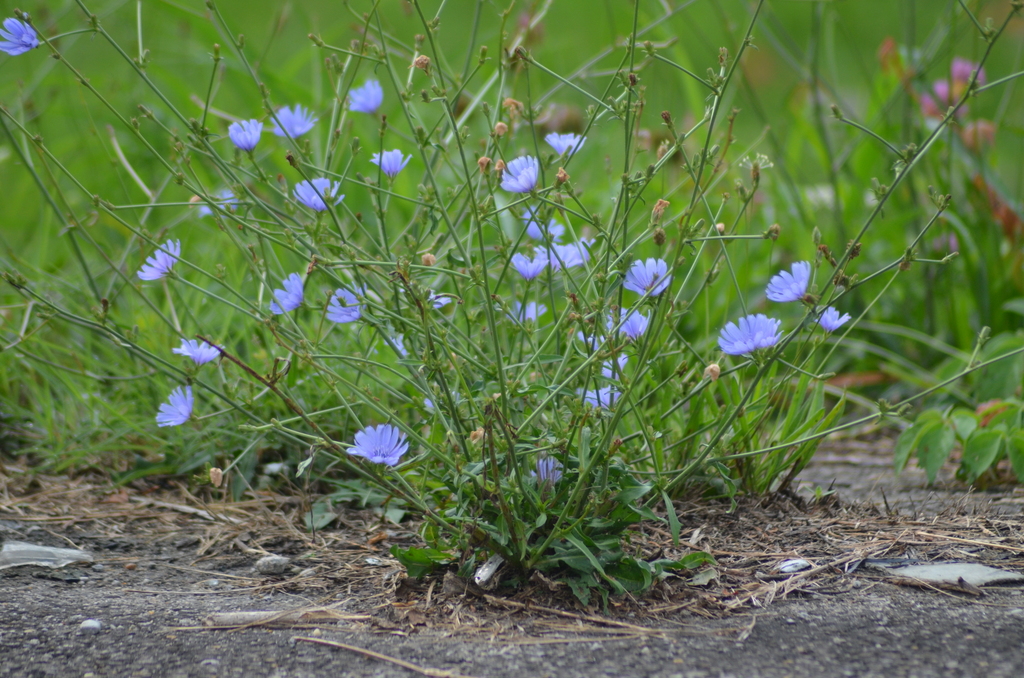 Chicory（A species of plant in the family Asteraceae and the genus