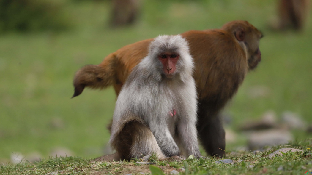 Rhesus macaque（Mammal）_Baiduwiki