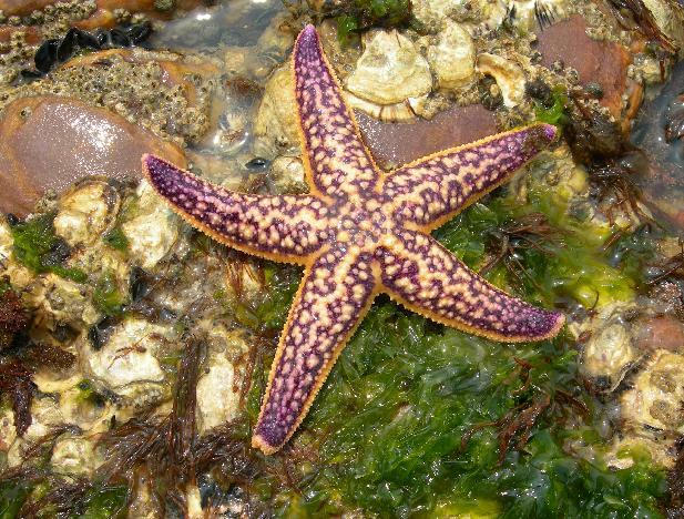 Estrella de mar_Baidu Enciclopedia