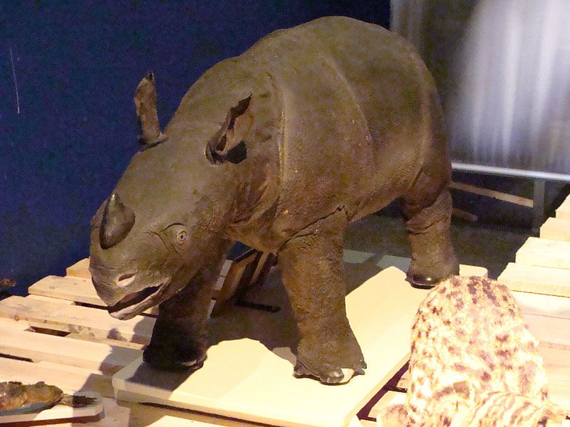 Chinese rhinoceros_Baiduwiki