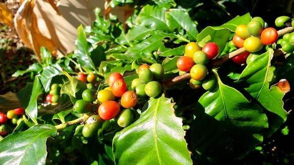 Coffee tree_Baiduwiki
