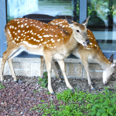 Sika Deer（シカ科シカ属の動物）_百度百科