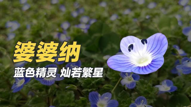 タチイヌノフグリ（オオバコ科クワガタソウ属の植物）_百度百科