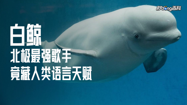 シロイルカ_百度百科