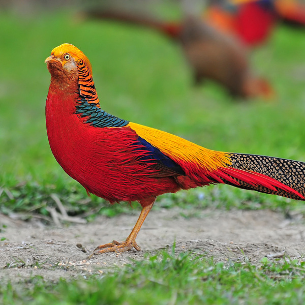 コウライキジ（キンケイ属の鳥類の総称）_百度百科