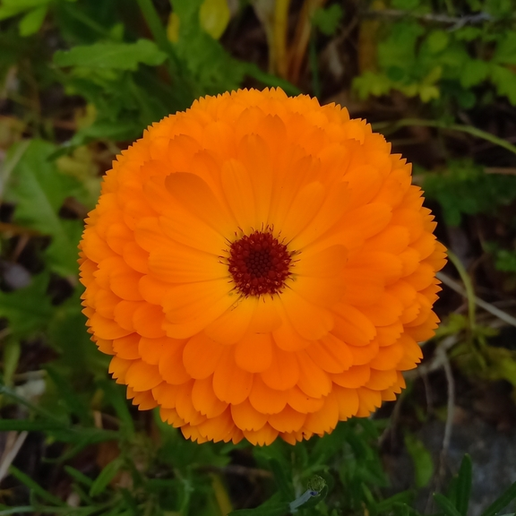 キンセンカ_百度百科