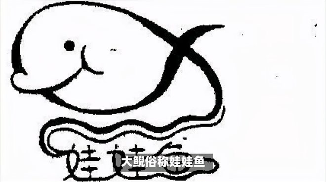 Pince à Poisson Daiichi Giant Salamander #33312 - Marron, 248x73x32 Mm, Neuve