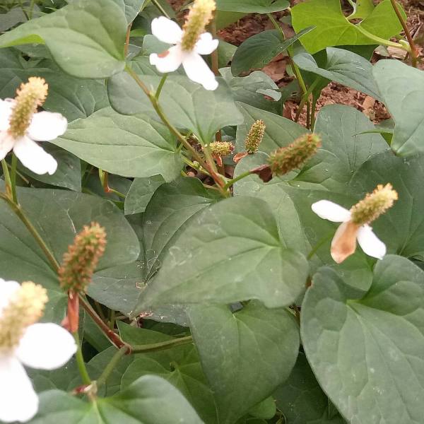 ドクダミ（薬草）_百度百科