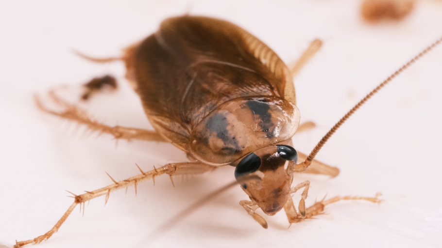 Cockroach（Blattodea insects）_Baiduwiki