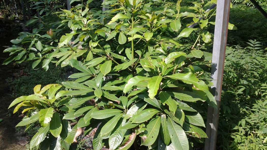 Machilus nanmu（A plant species in the genus Machilus of the family ...