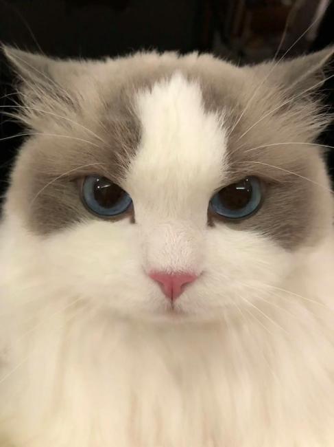 Ragdoll（A pet breed within the genus Felis of the family Felidae ...