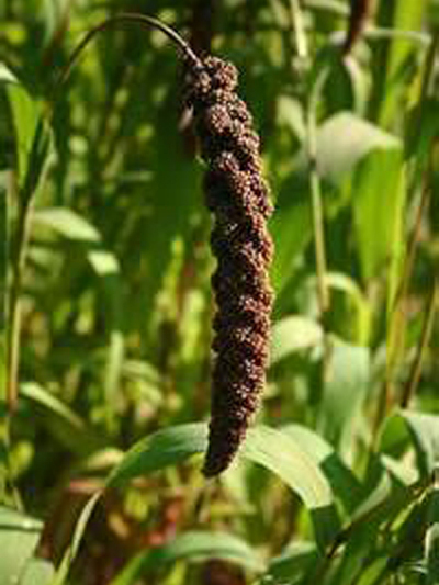 Foxtail Millet_Baiduwiki