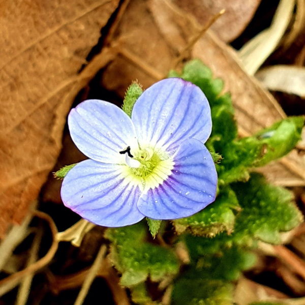 タチイヌノフグリ（オオバコ科クワガタソウ属の植物）_百度百科