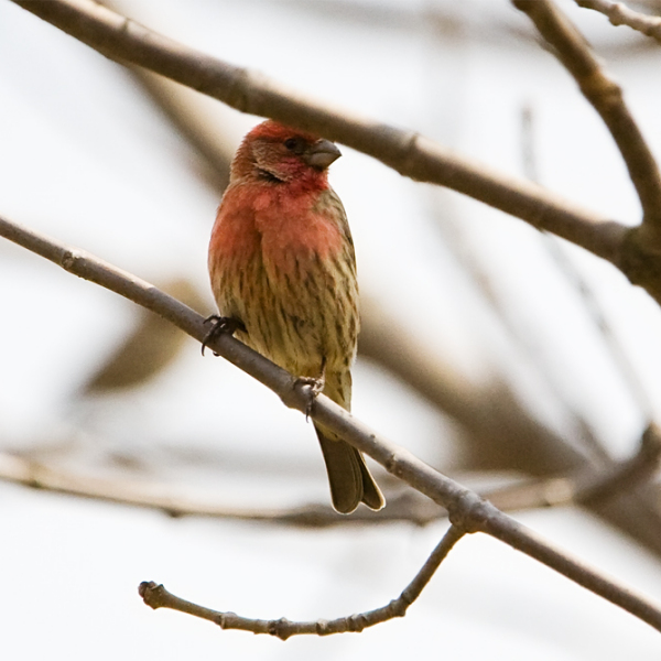  バード purple finch マット 稀少 イギリス限定 iittala バード purple finch マット 稀少 イギリス限定 Birds by