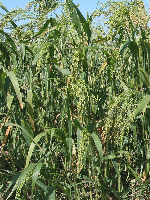Proso millet（A plant species in the genus Panicum of the grass family ...