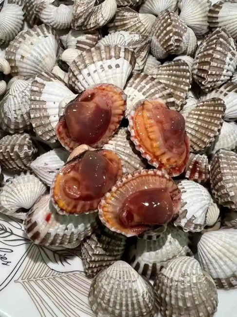 Blood clam（A bivalve mollusk of the genus Tegillarca within the family ...