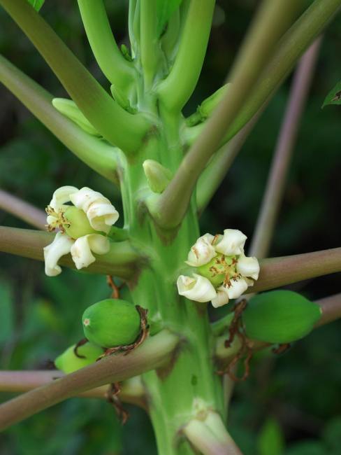 Papaya（A plant of the genus Carica in the family Caricaceae.）_Baiduwiki